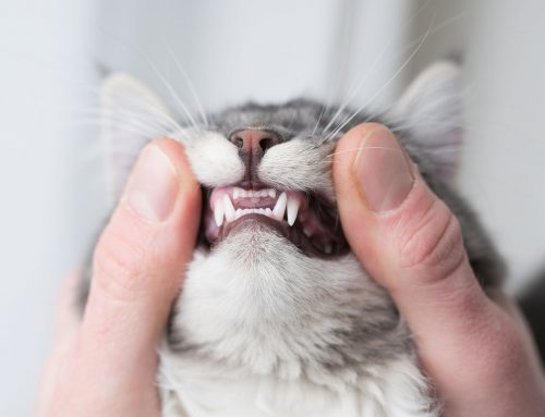 Dental Care for Your Pet